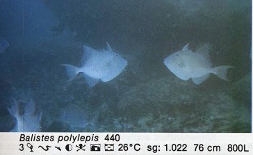 Balistes polylepis